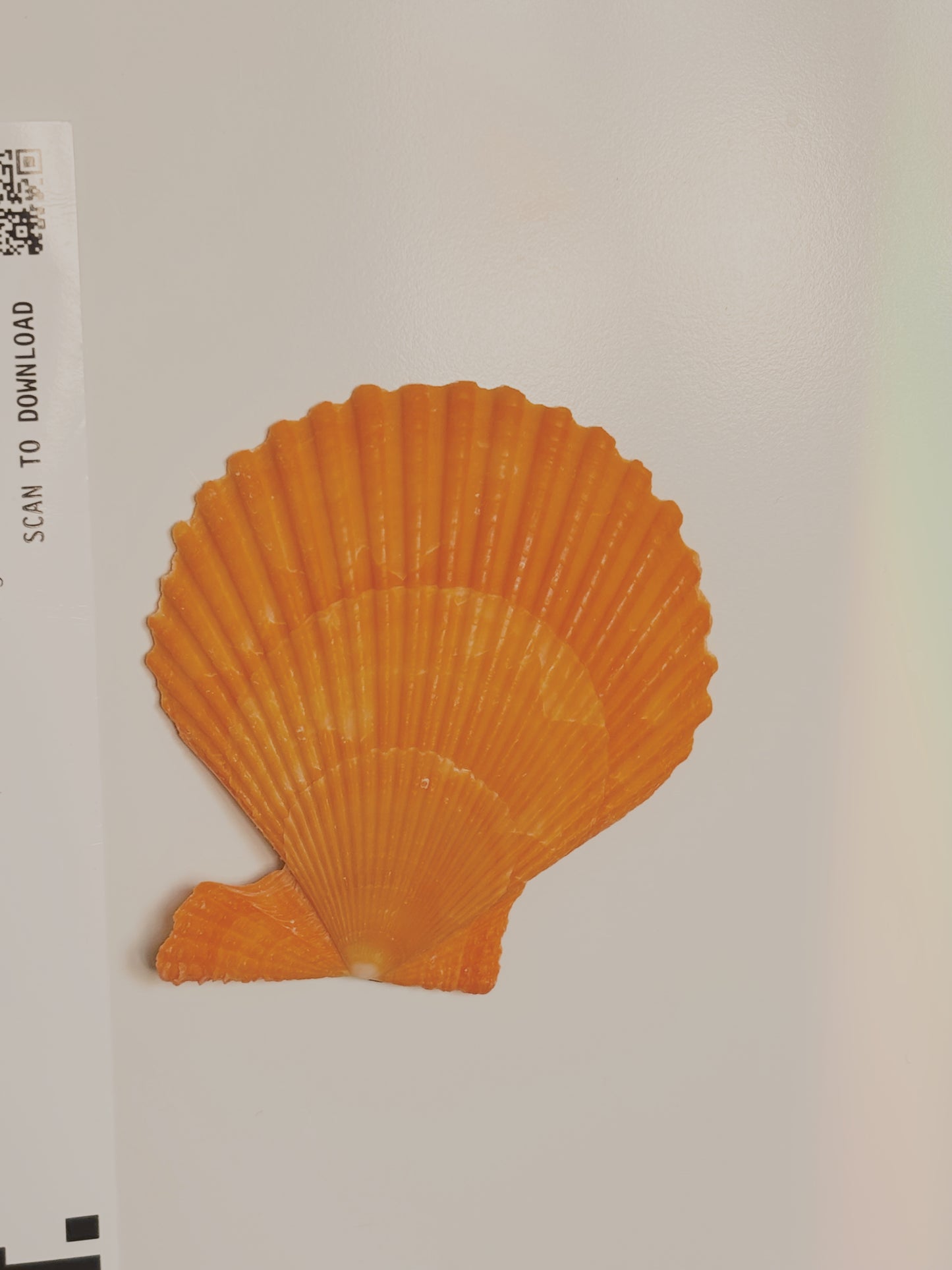 Shell fridge magnet