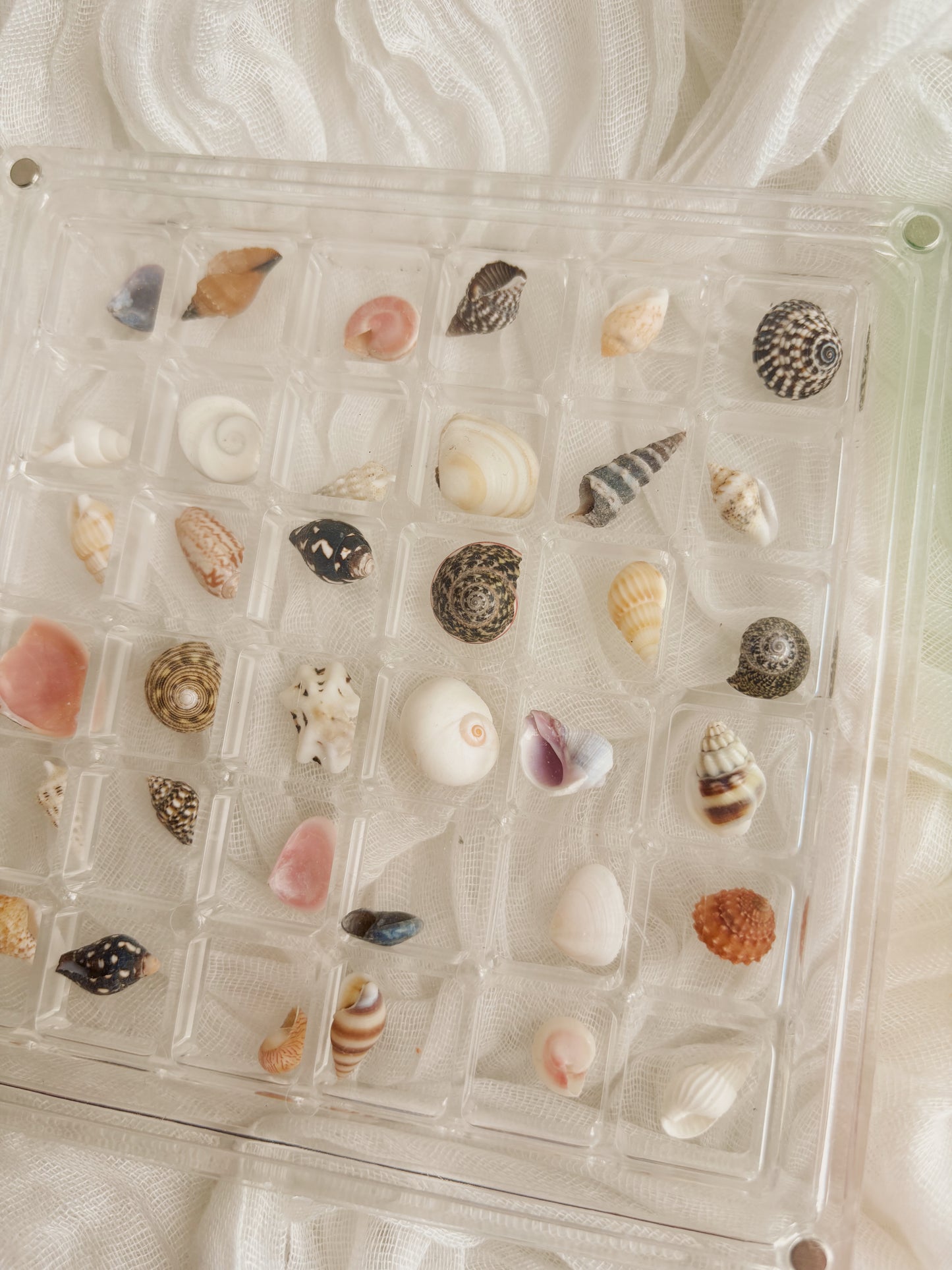 Small shell frame filled with unique shells from around Europe
