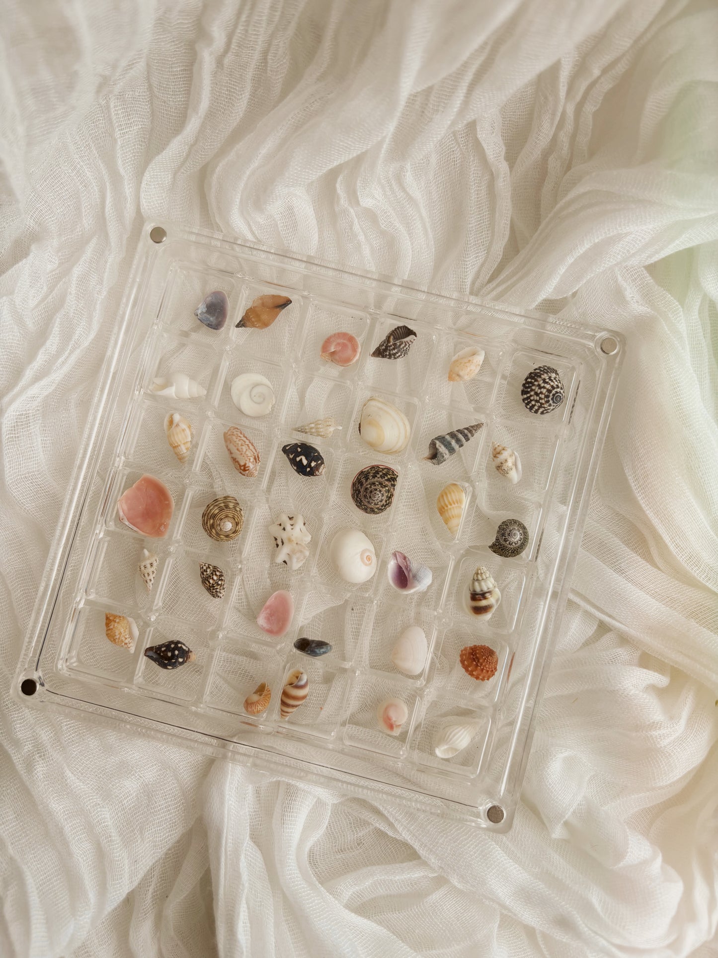 Small shell frame filled with unique shells from around Europe