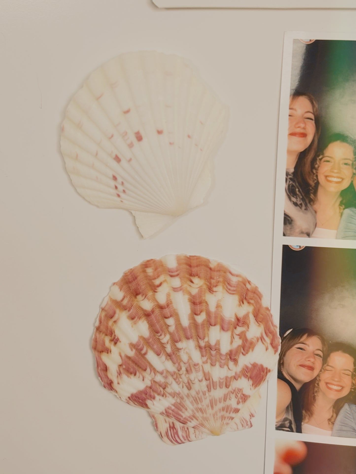 Shell fridge magnet