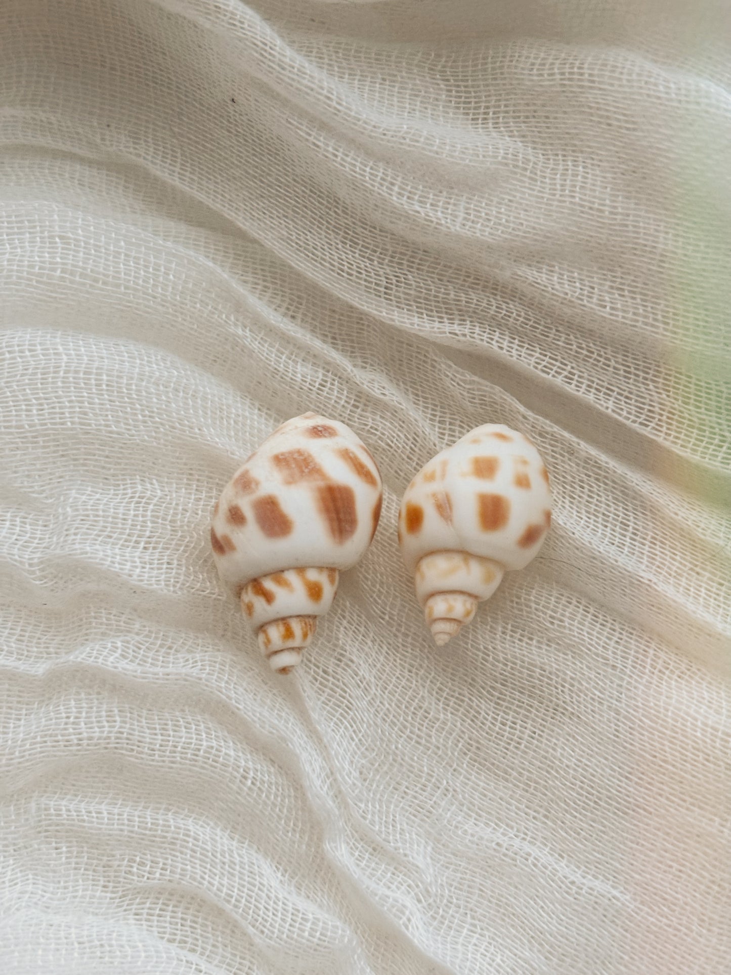 18k Gold natural shell ring tarnish free handmade
