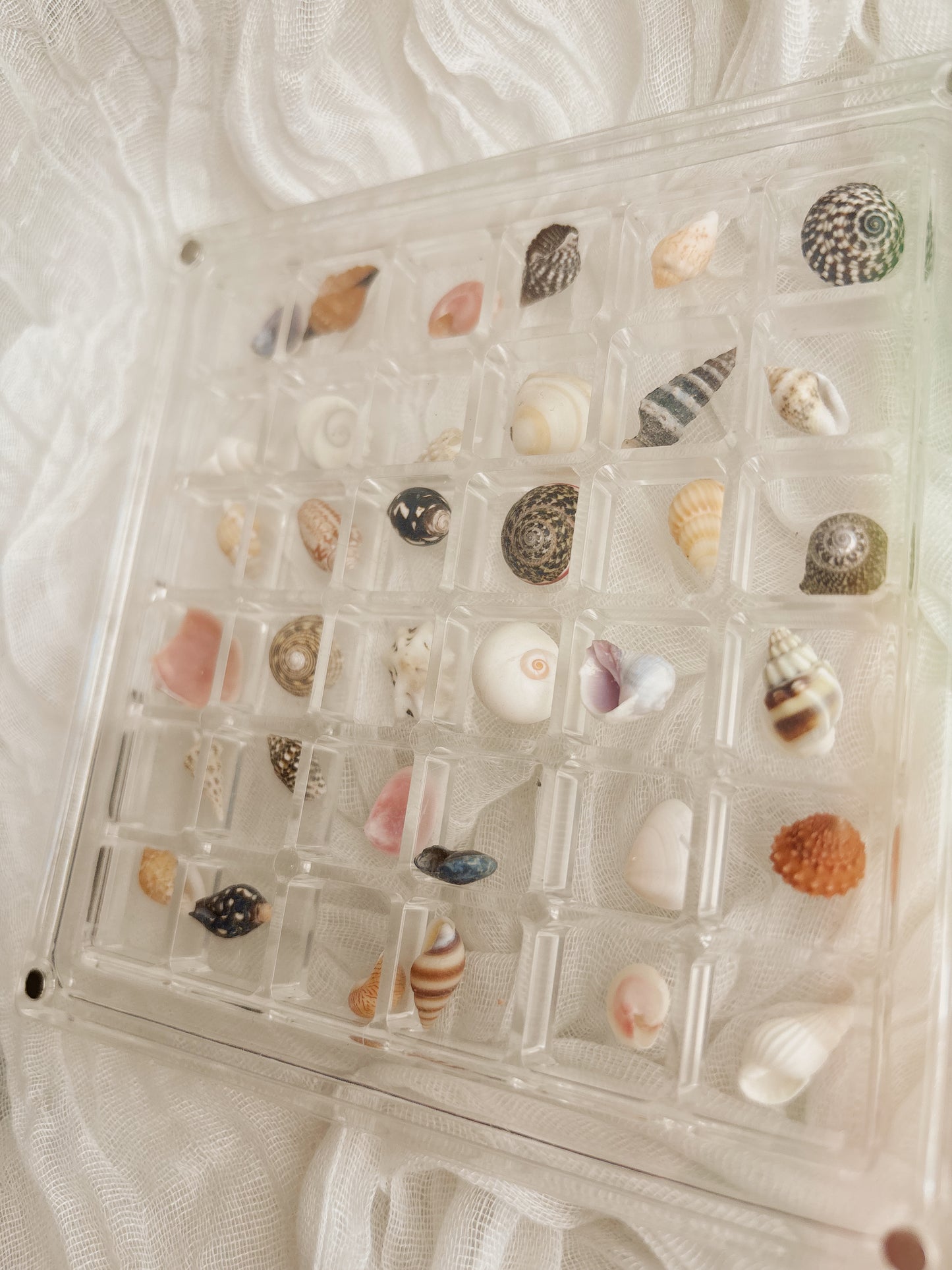 Small shell frame filled with unique shells from around Europe