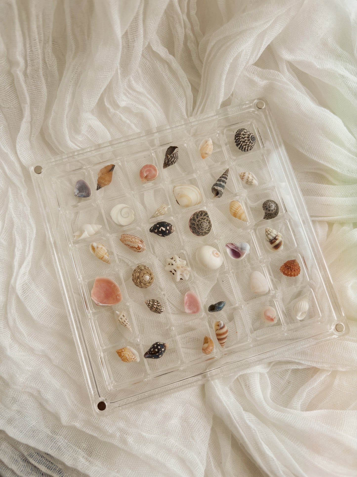Small shell frame filled with unique shells from around Europe