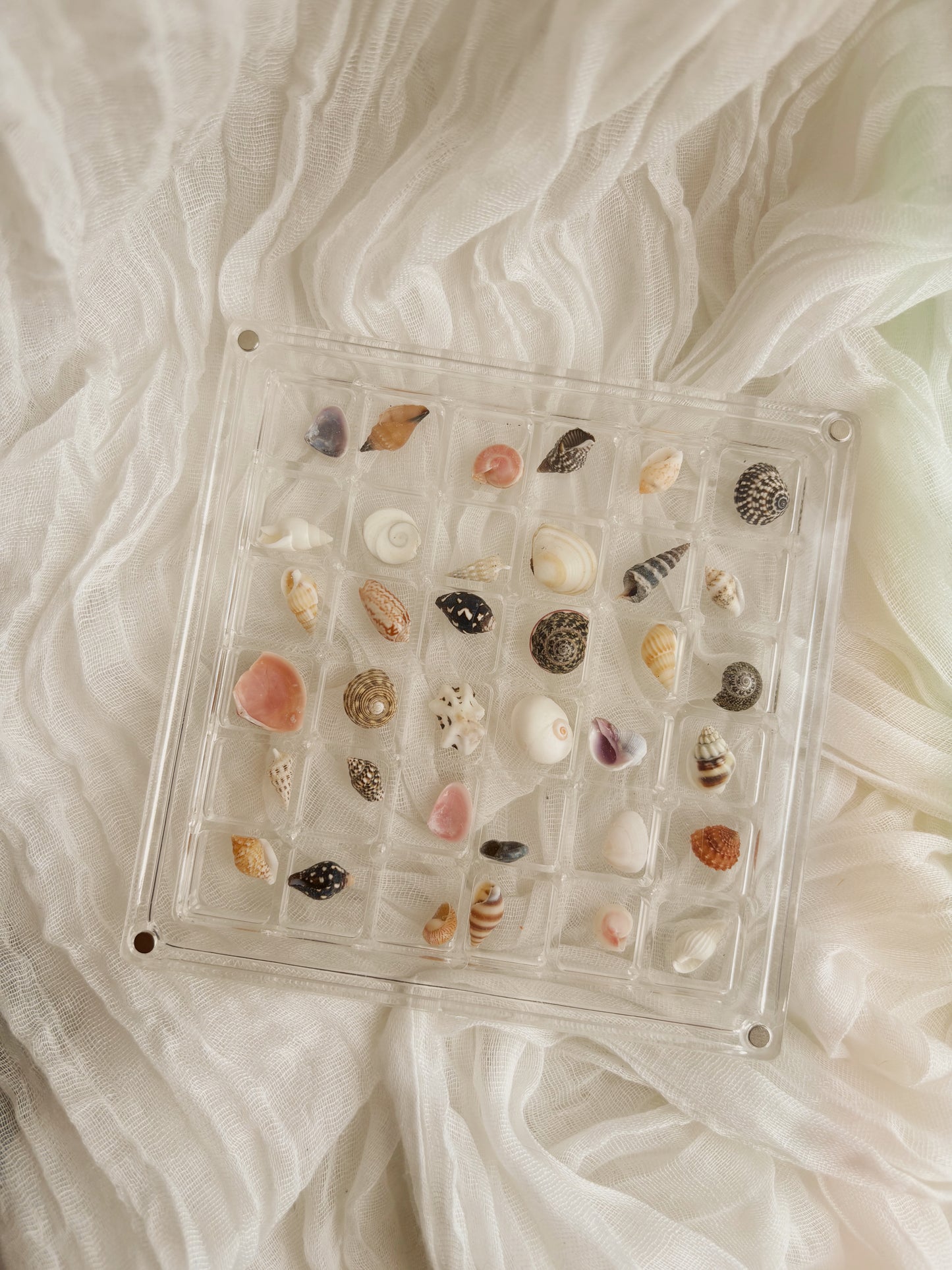 Small shell frame filled with unique shells from around Europe