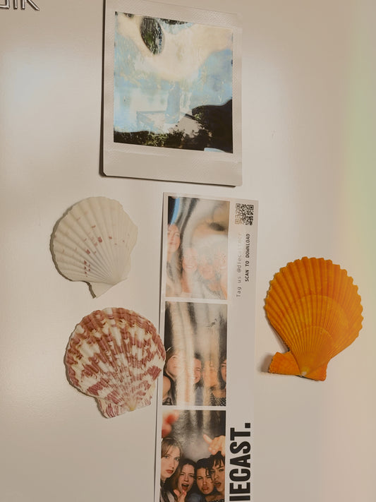 Shell fridge magnet