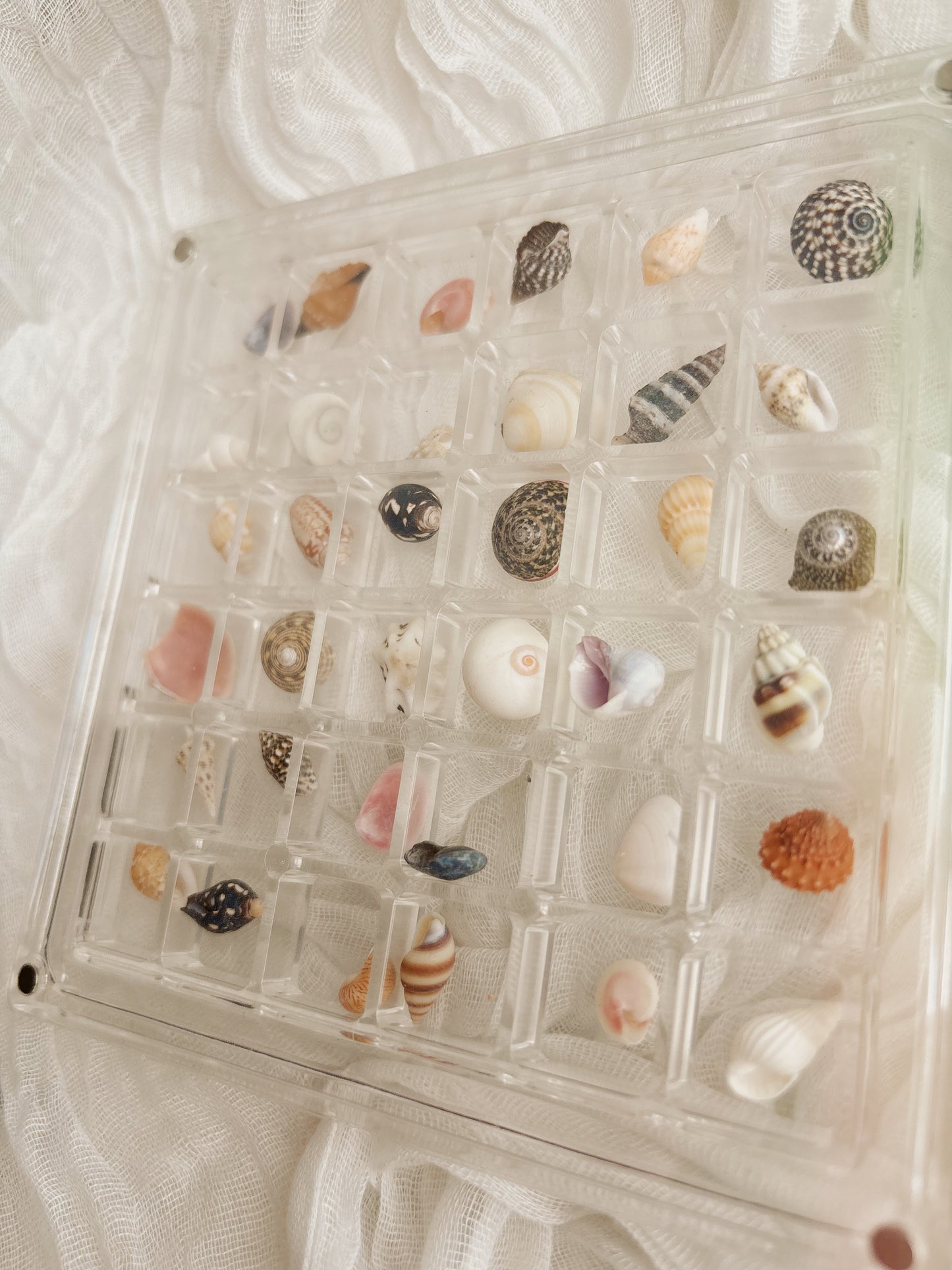 Small shell frame filled with unique shells from around Europe