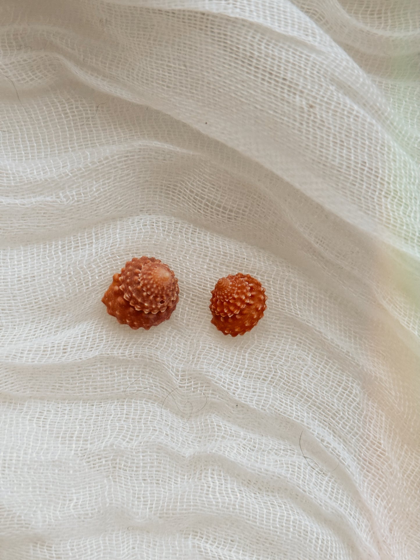 Natural Shell earrings - tarnish free silver & gold