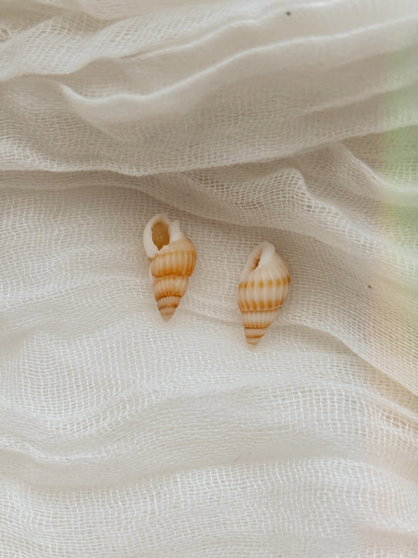 18k Gold natural shell ring tarnish free handmade