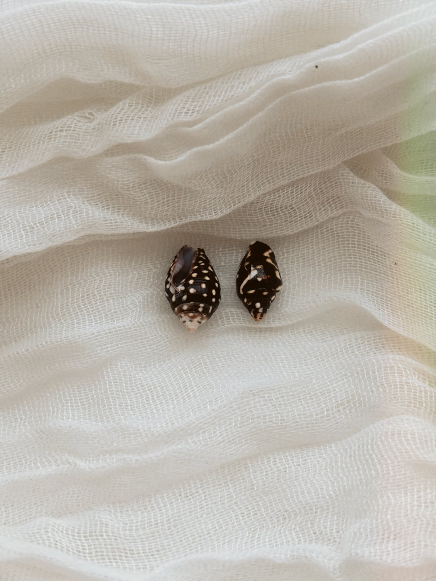 18k Gold natural shell ring tarnish free handmade